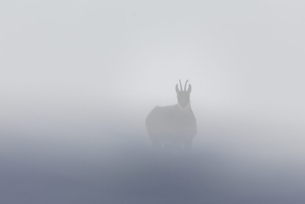 Gämse im Nebel und Schnee