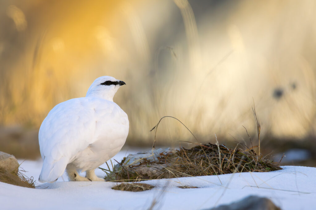 Alpenschneehuhn in den Schweizer Alpen im Schnee