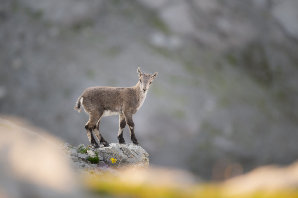 Junger Alpensteinbock