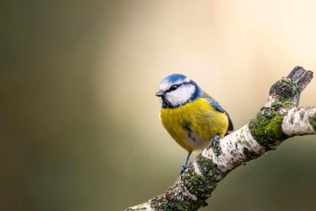 Isolierte Blaumeise auf einem Ast vor Braungrünem Hintergrund