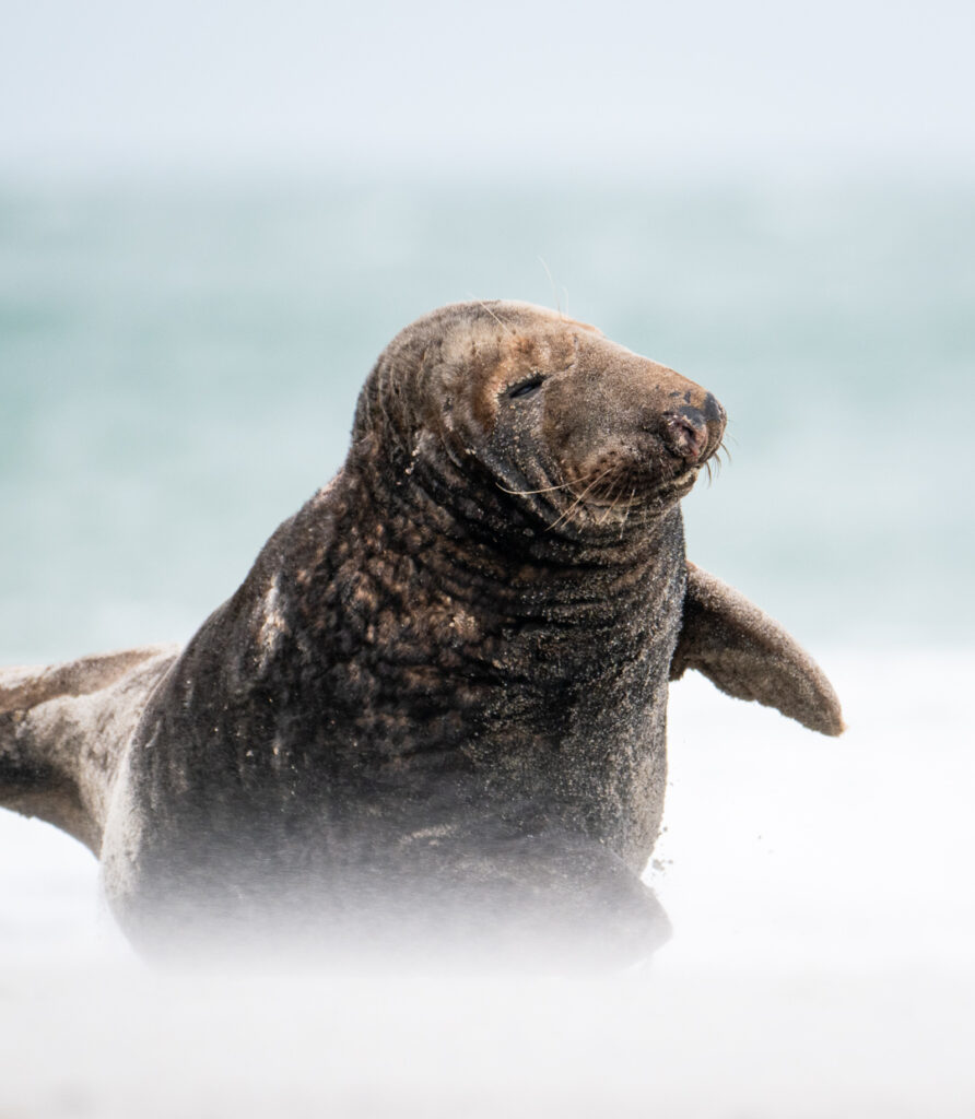 Kegelrobbe auf Helgoland im Sand mit Sandverwehungen am Boden