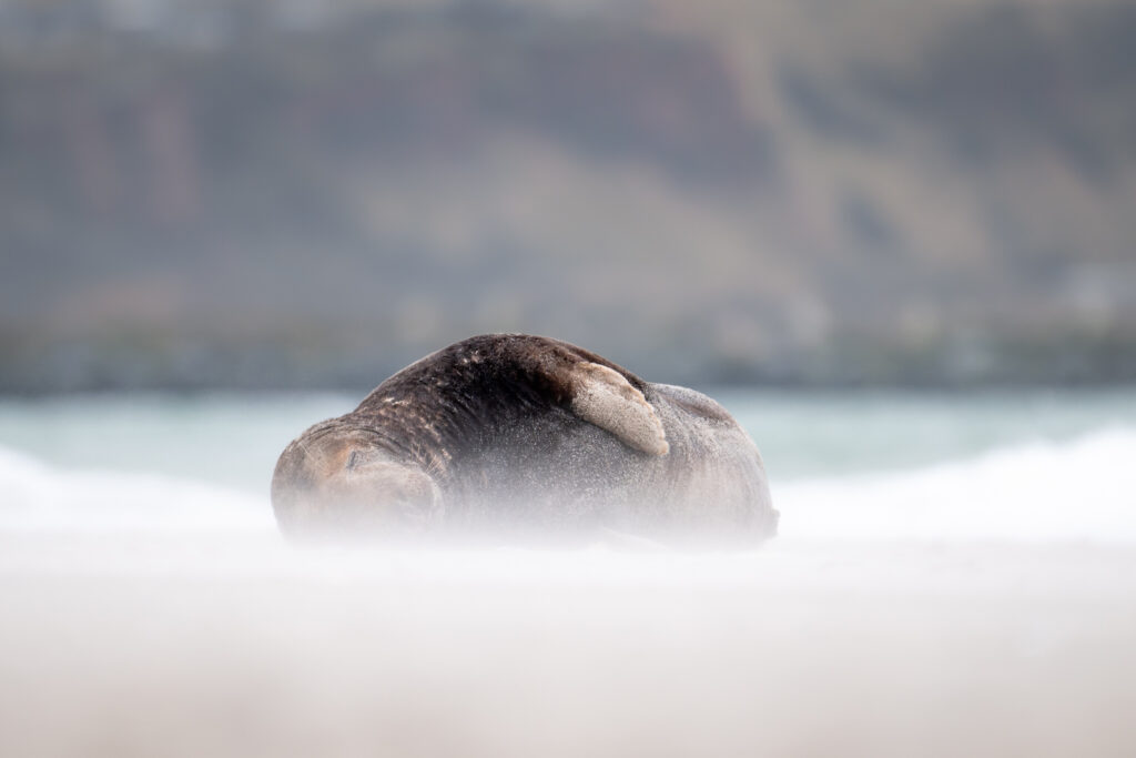 Liegende Kegelrobbe auf Helgoland in der Sandverwehung