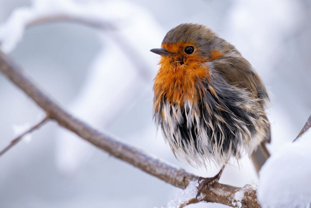 Nasses Rotkehlchen im Winter im Schnee auf einem Ast