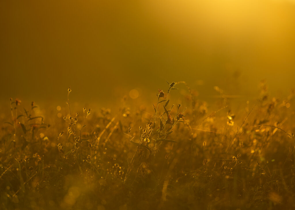 Goldenes Licht mit Gras