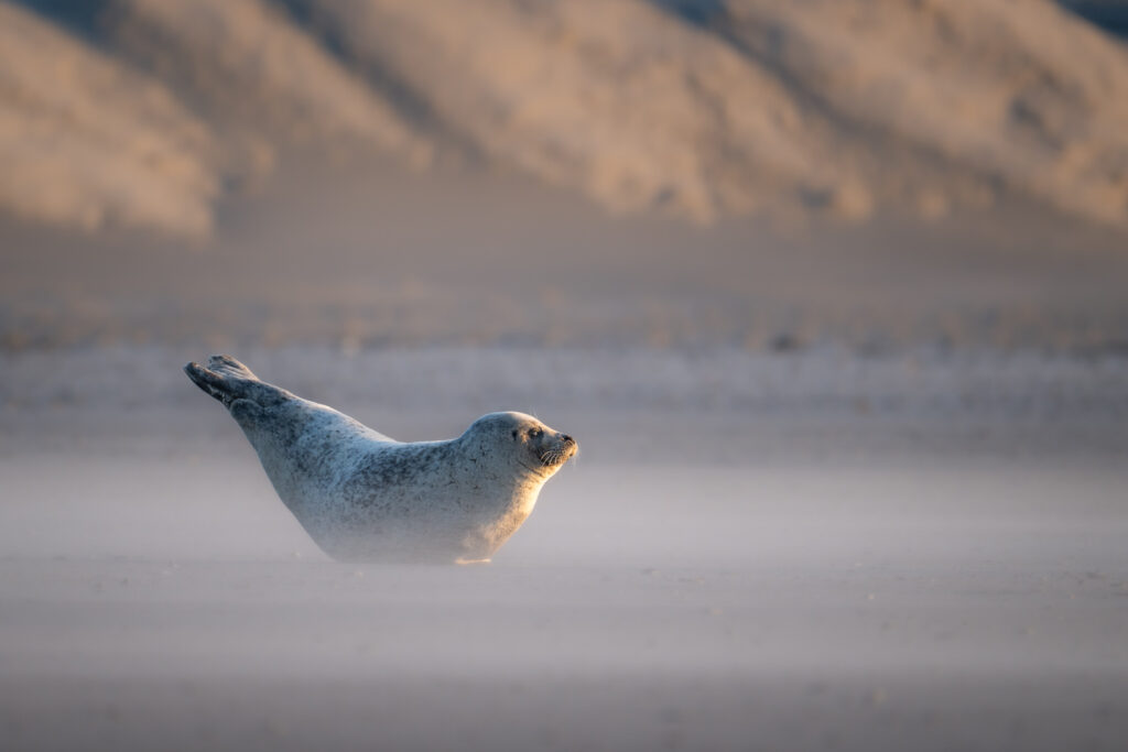 Kegelrobbe auf Helgoland die die Form einer Bannane hat und am Sonnenbaden ist