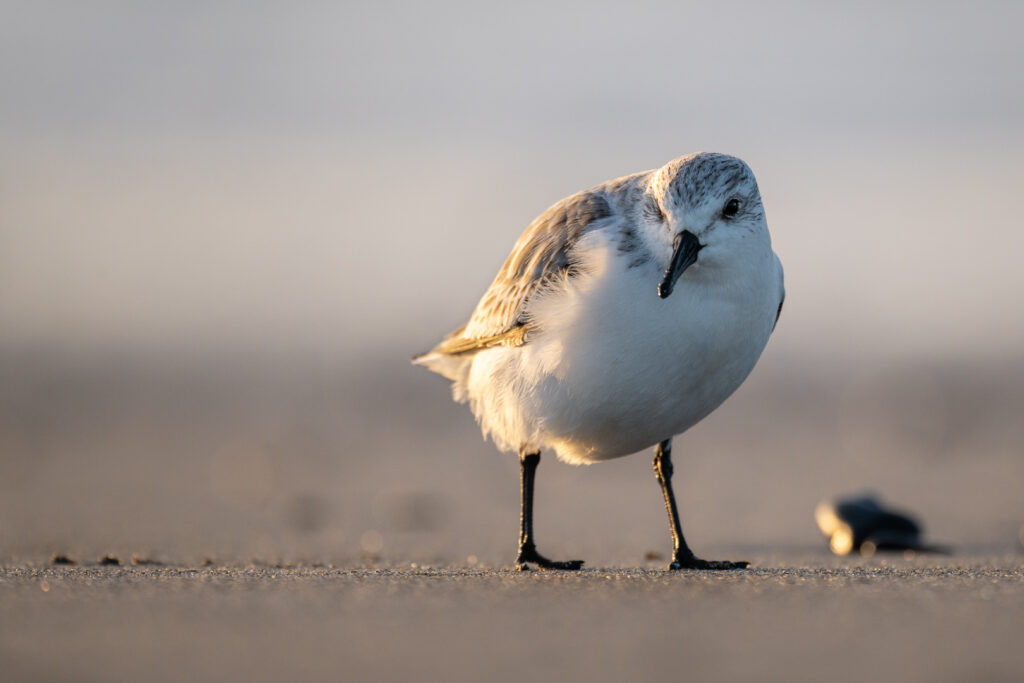 Sanderling auf Helgoland im Morgenlicht am Strand