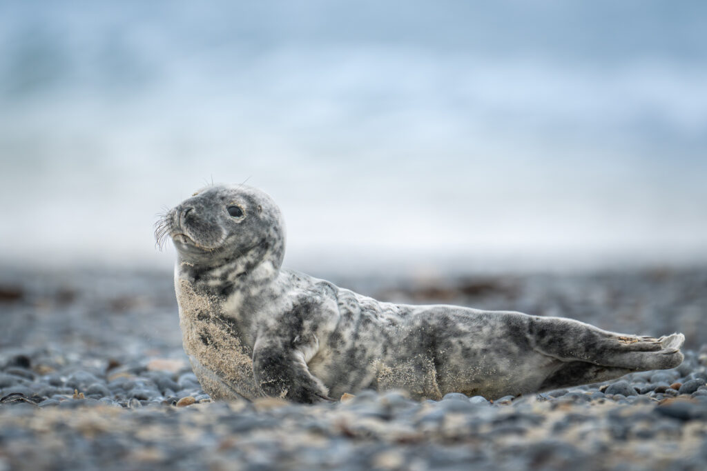 Junge Kegelrobbe auf Helgoland die die Welt erkundet
