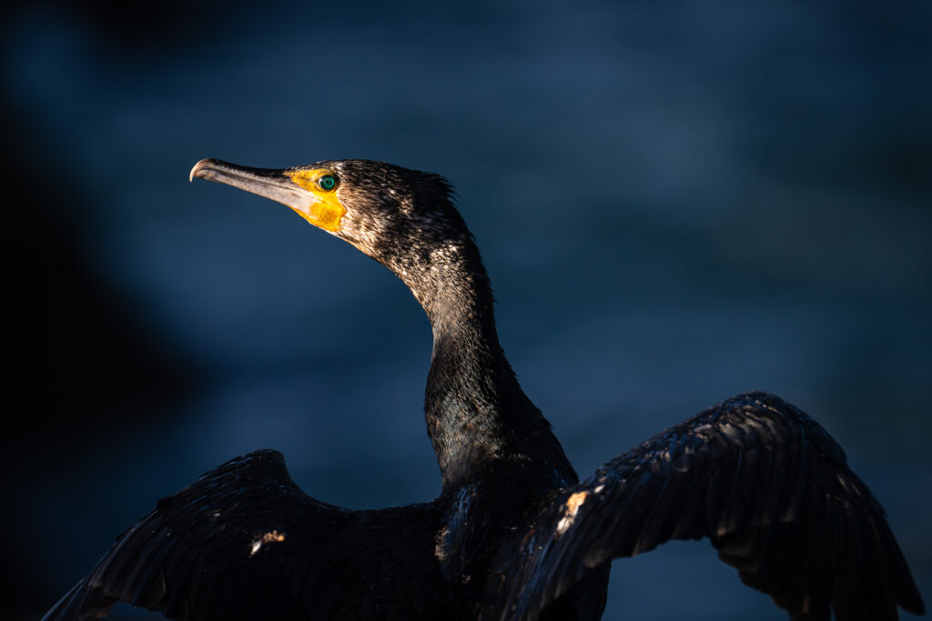 Kormoran vor blauem Hintergrund auf Helgoland