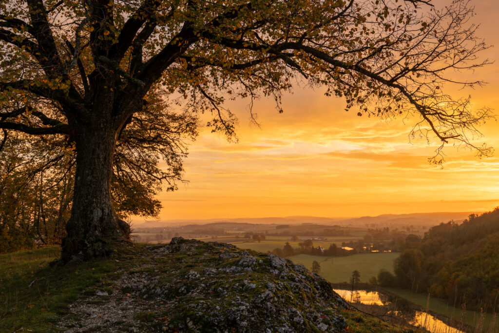 Sonnenaufgang mit einem Baum der ein Bogen bildet.
