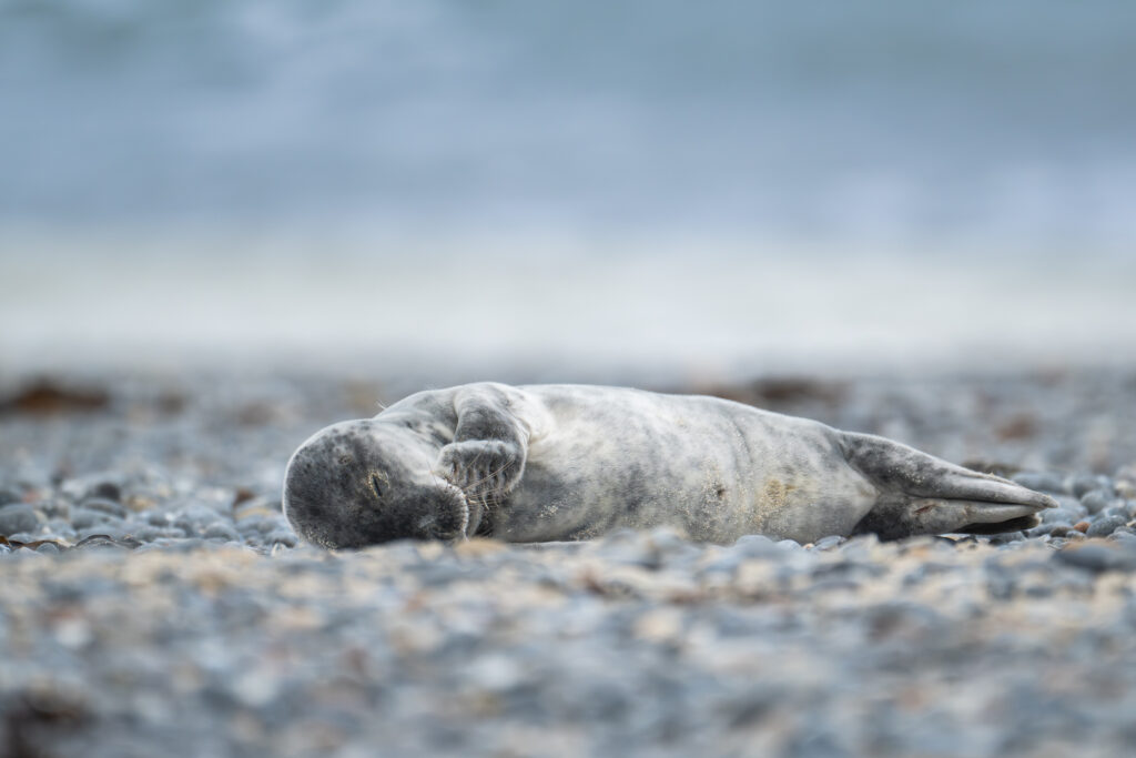 Junge Kegelrobbe auf Helgoland die schläft und sich kratzt