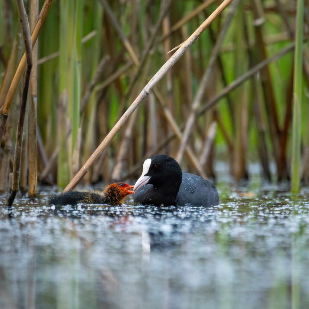 Blässhuhn mit Kücken im Teich