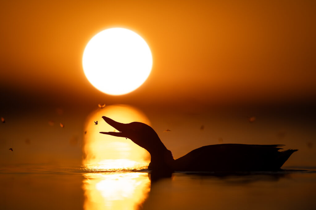 Stockente mit Insekt, Shiluette im Morgenlicht