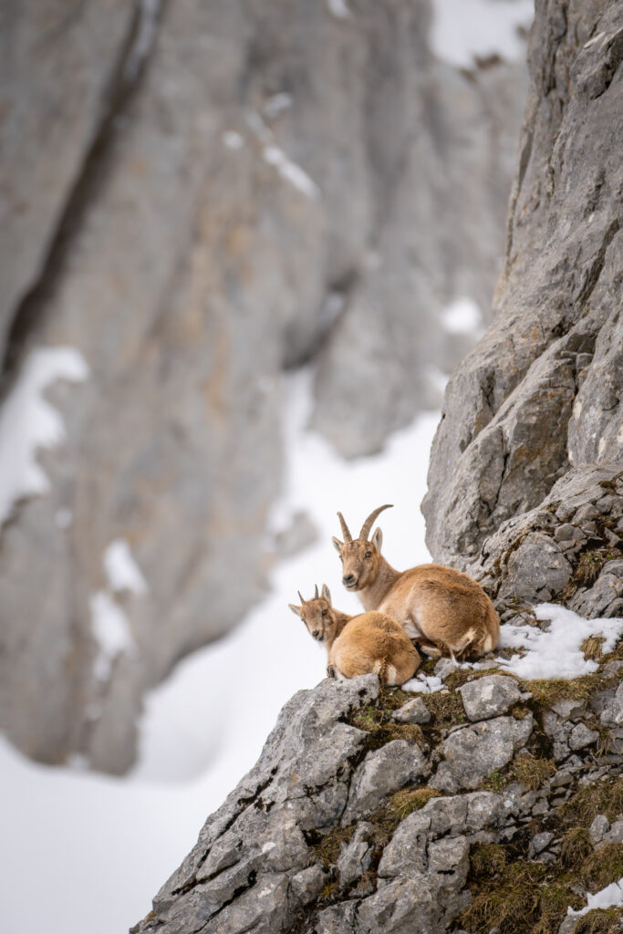 Alpensteinbock mit jungem im Winter an einem Felshang mit Schnee