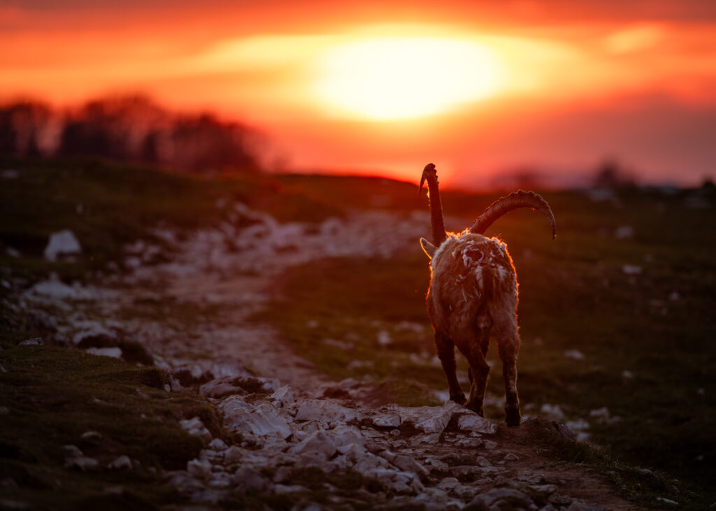 Männlicher Alpensteinbock im Gegenlicht bei Sonnenuntergang
