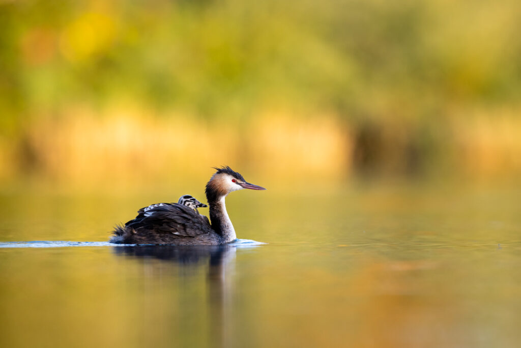 Haubentaucher mit jungem im Morgenlicht vor orangem Hintergrund