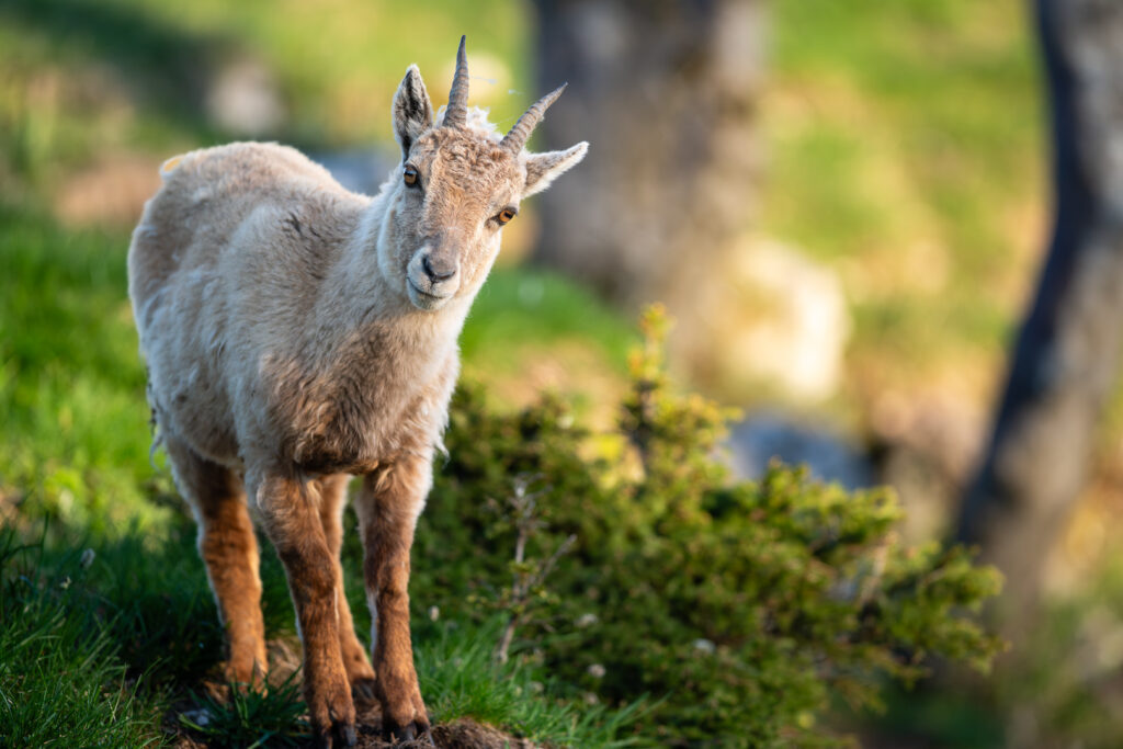Junger interessierte Alpensteinbock in farbigem grünen Hintergrund