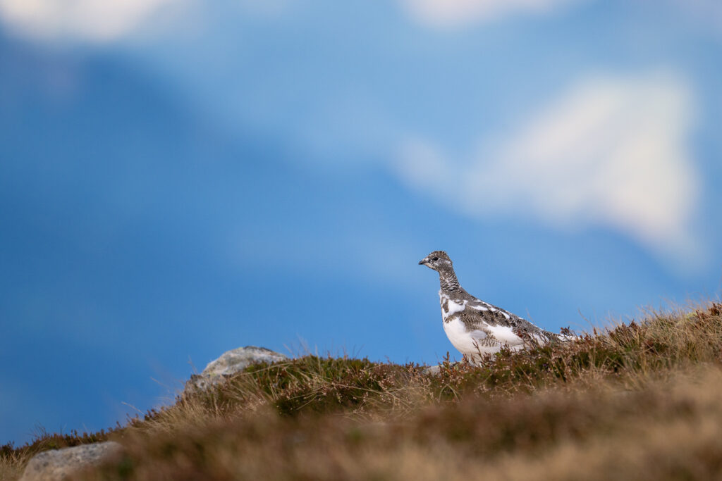 Schneehuhn im Sommerkleid vor blauem Hintergrund