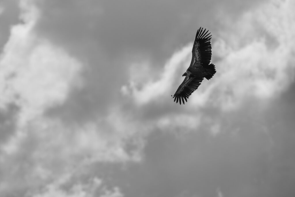 Schwarzweiss Bild eines Gänsegeiers gegen den Himmel