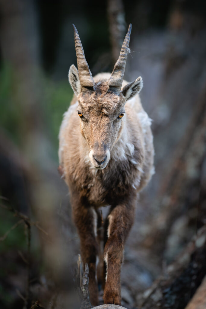 Alpensteinbock im Wald auf einem Baum der gerade auf die Kamera zuläuft