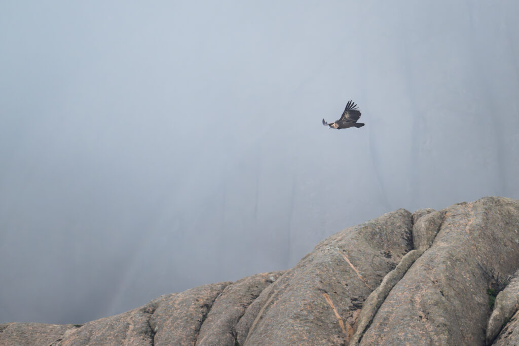 Gänsegeier vor nebligem Hintergrund in den Bergen