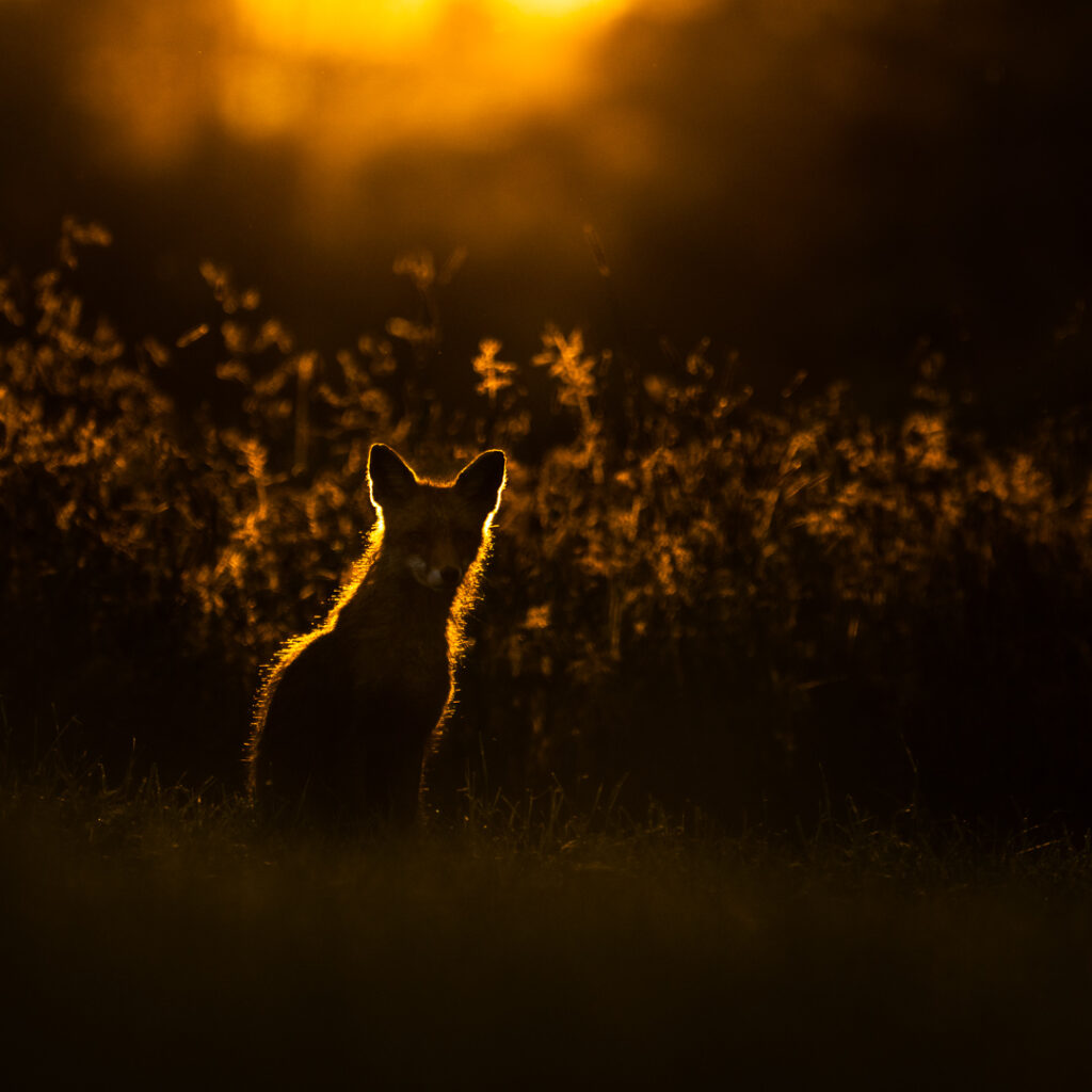 Rotfuchs als Silhouette im Gegenlicht
