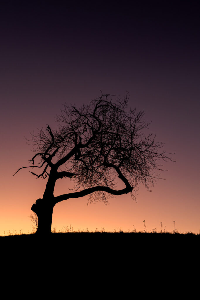 Einzelner Baum vor der bereits untergegangenen Sonne mit einem Farbverlauf von Violett zu Orange.