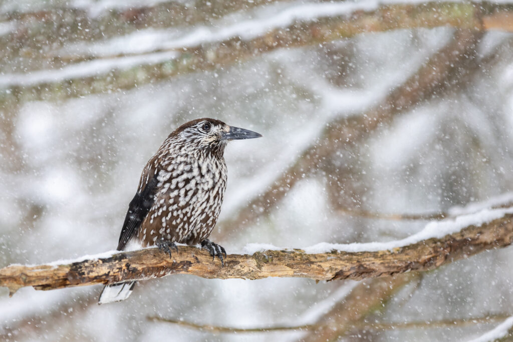 Tannenhäher im Winter in den Schweizer Alpen