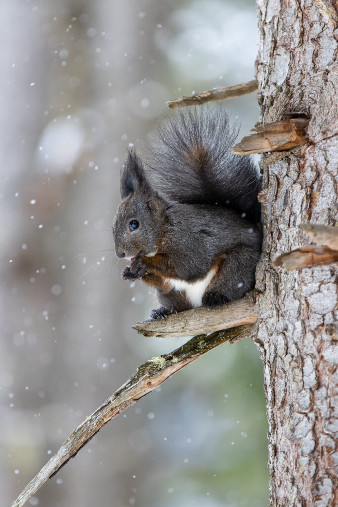 Eichhörnchen in den Alpen auf einem Baum mit Schneeflocken