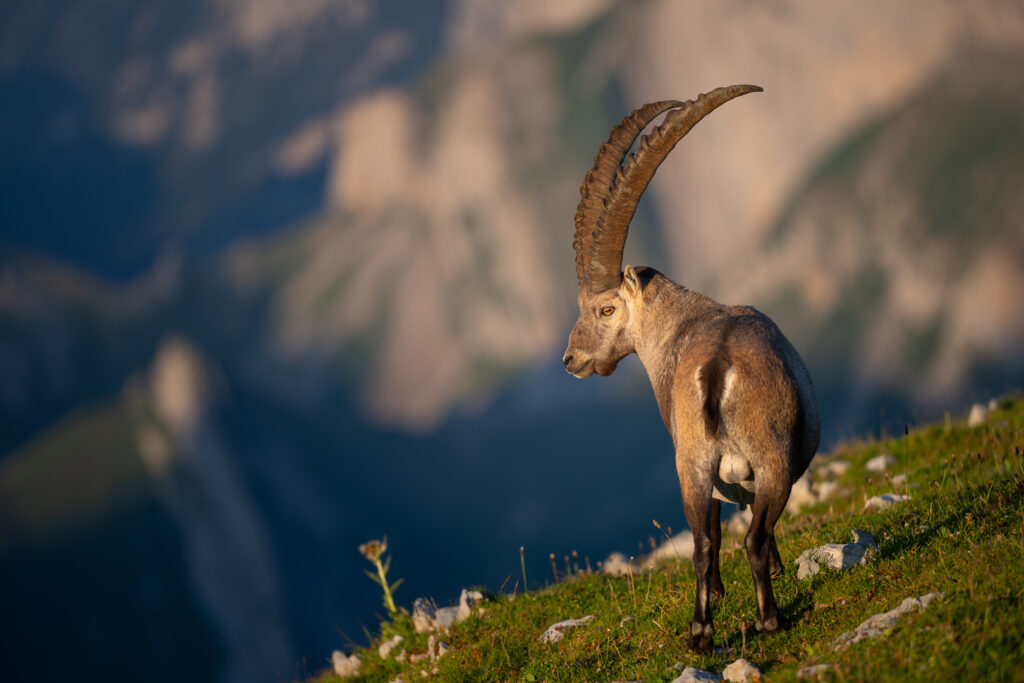 Alpensteinbock
