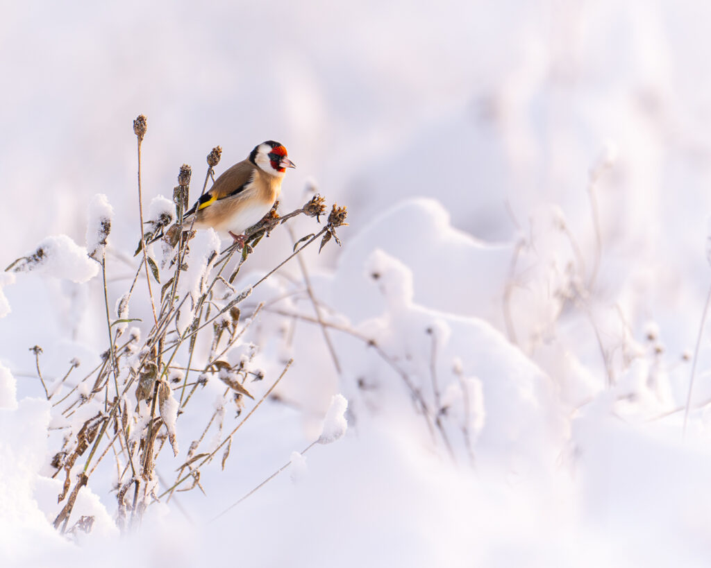 Distelfink im Schnee, Stieglitz
