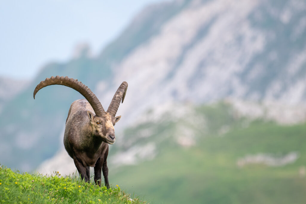 Alpensteinbock mit grossen Hörnern vor der Bergkulisse