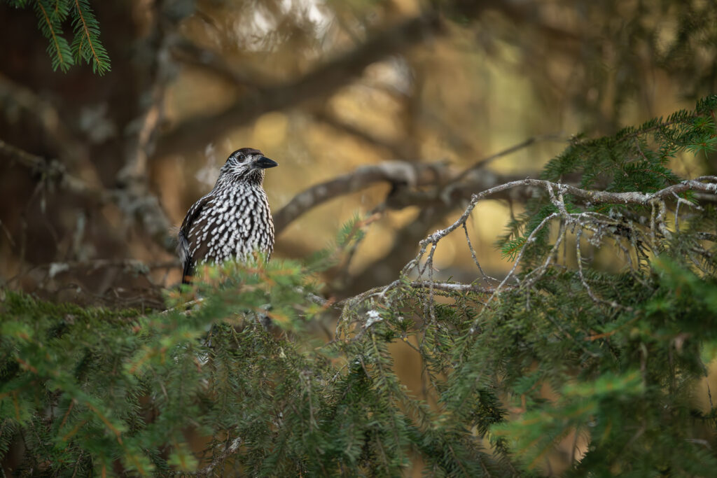 Tannenhäher im Baum mit goldigem Licht