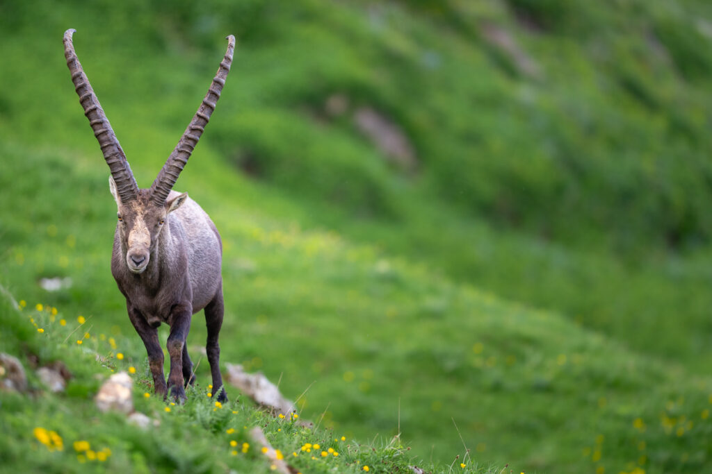 Alpensteibock mit grossen Hörnern auf einer grünen Wiese