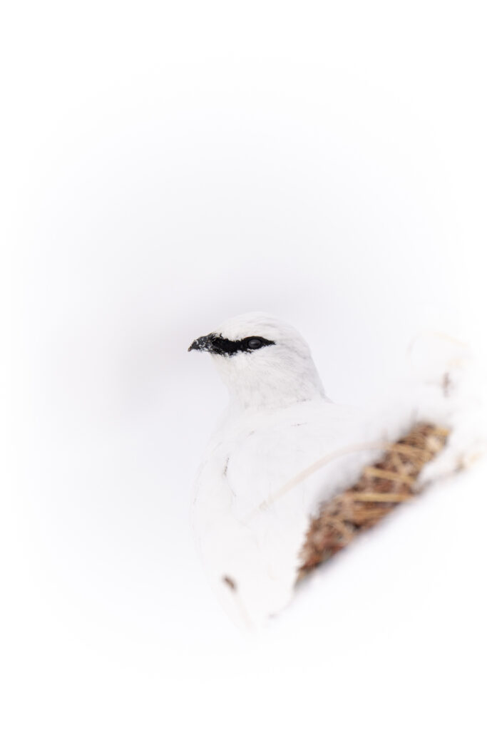 Schneehuhn als High Key im Schnee