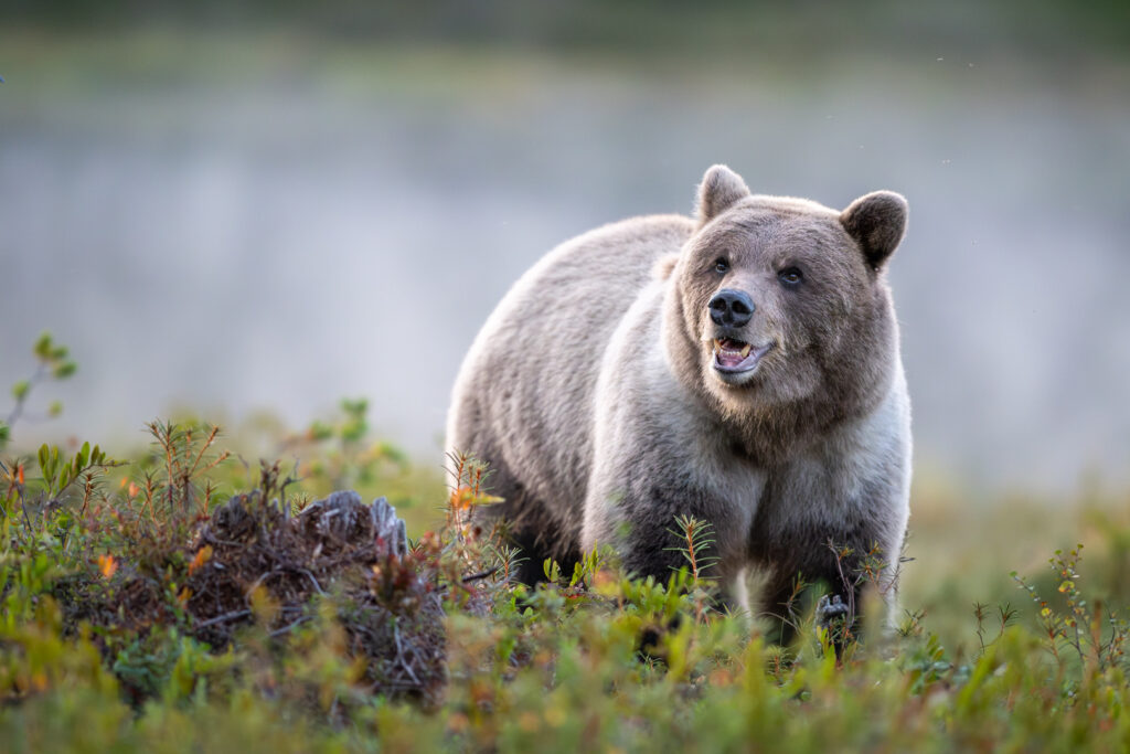 Braunbär der verträumt nach oben schaut