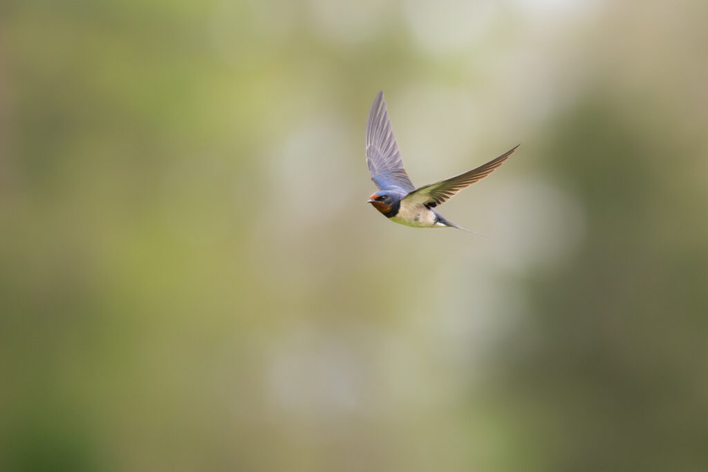 Rauchschwalbe vor grünem Hintergrund