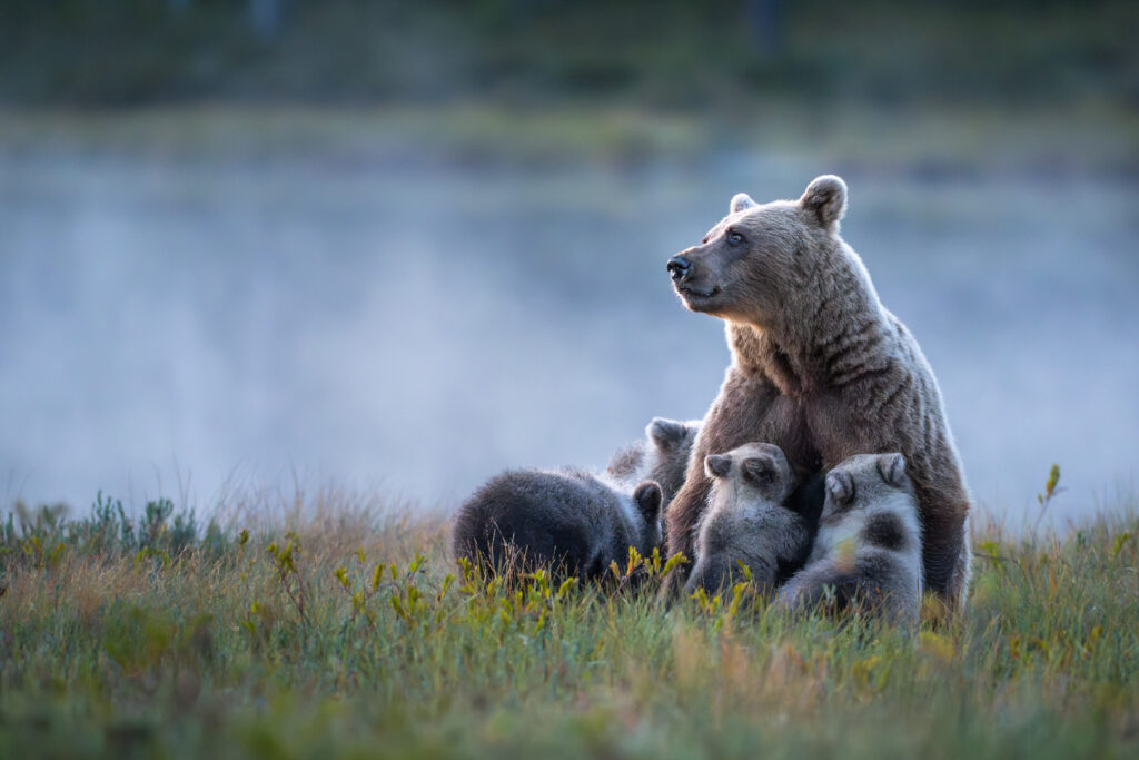Braunbärmutter die vier junge Bären säugt im Abendlicht