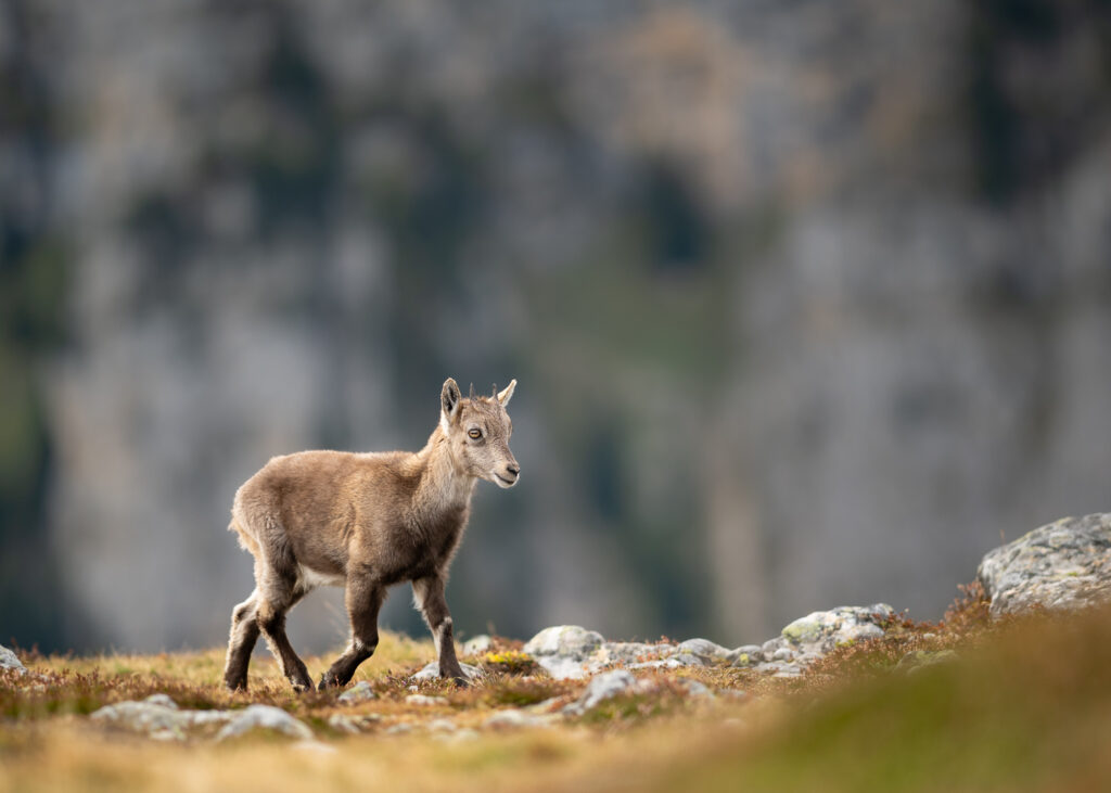 Junger Alpensteinbock in Berkulisse