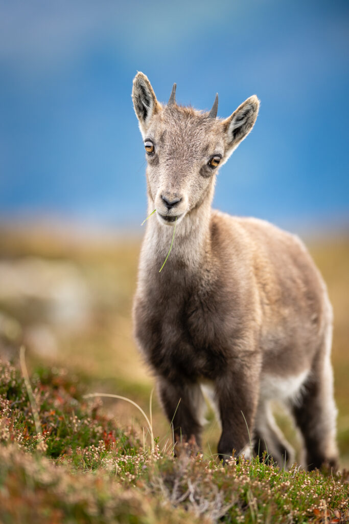 Junger Alpensteinbock der direkt in die Kamera blickt mit Gras im Mund.