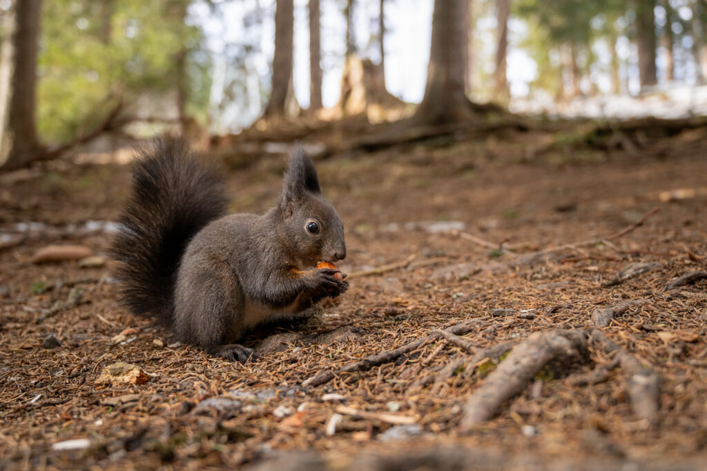 Weitwinkelaufnahme eines Eichhörnchens mit einer Nuss im Mund auf dem Waldboden
