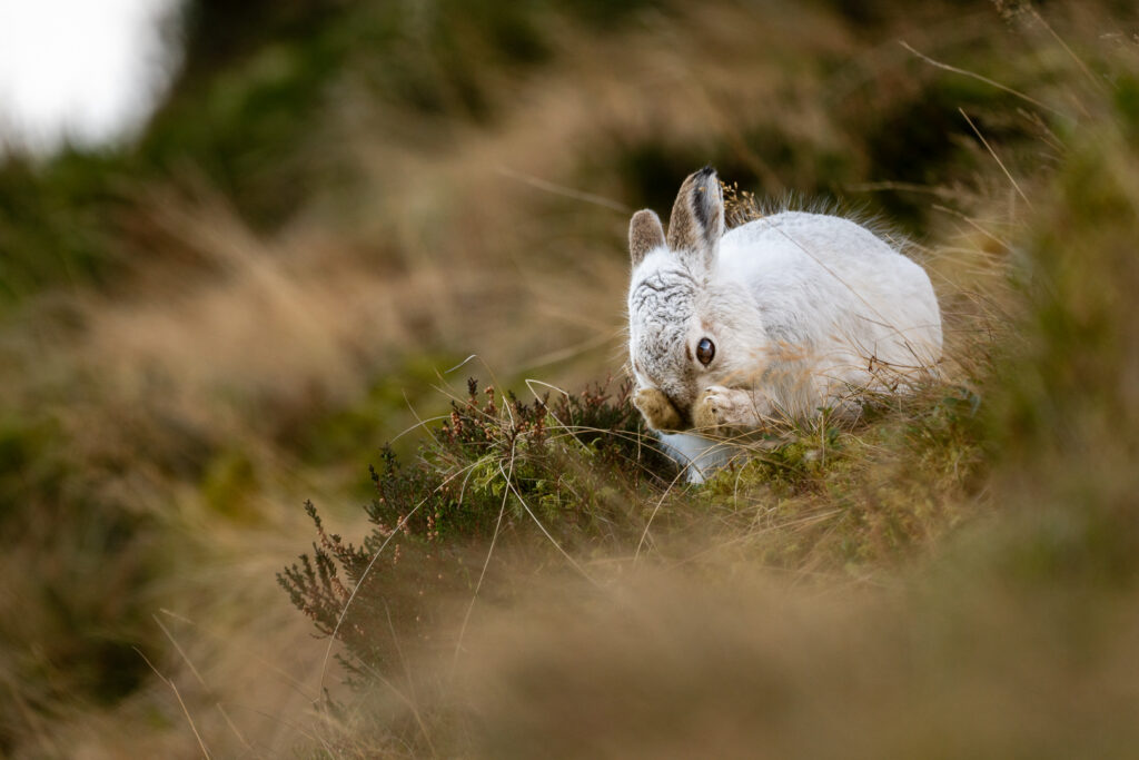 Schneehase im Winterfell in der grünnen Wiese