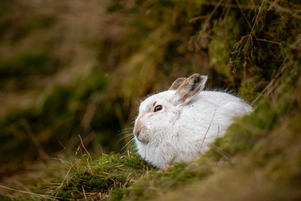 Schneehase im Winterfell im grünen Grass