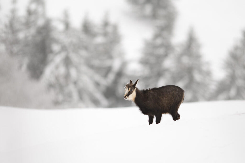 Junge Gämse im Winter im Schnee