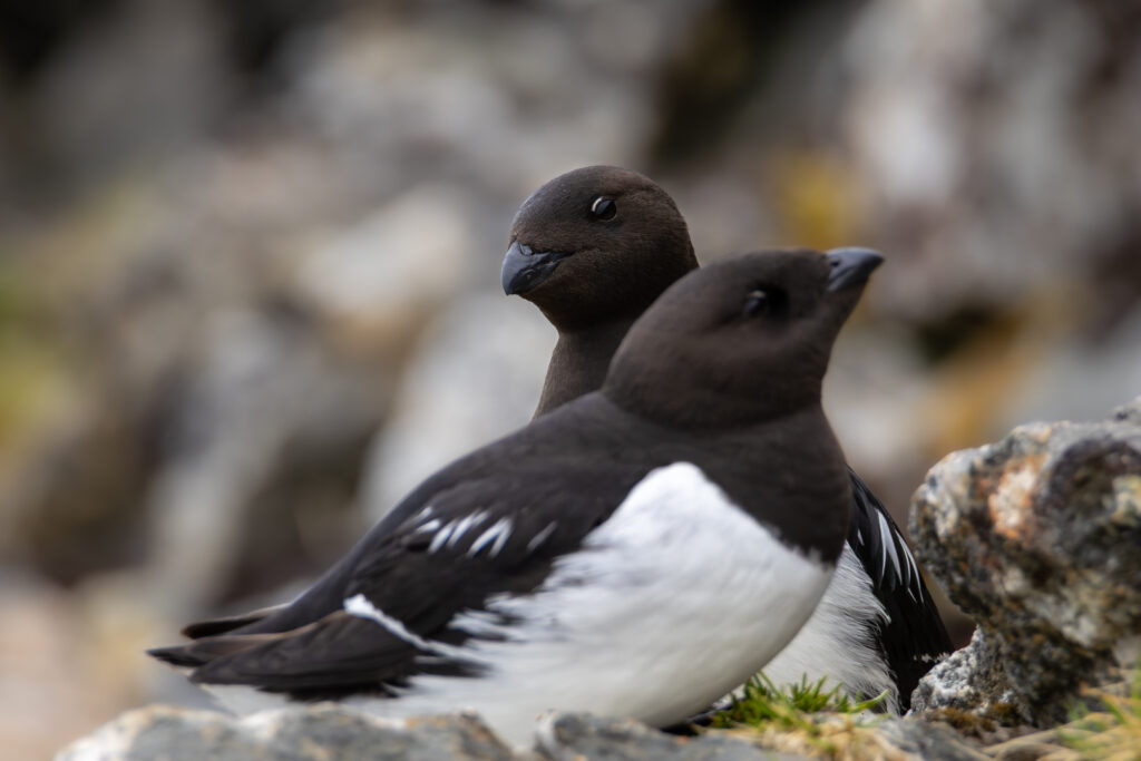 Krabbentaucherpaar auf Spitzbergen