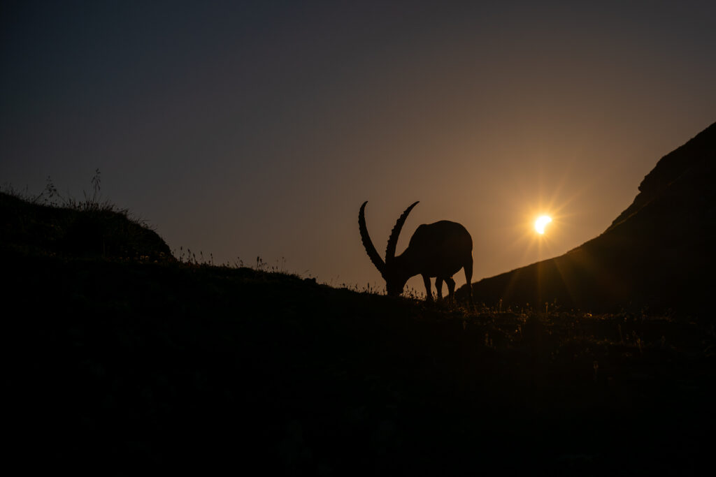 Alpensteinbock vor der Sonnenfinsternis