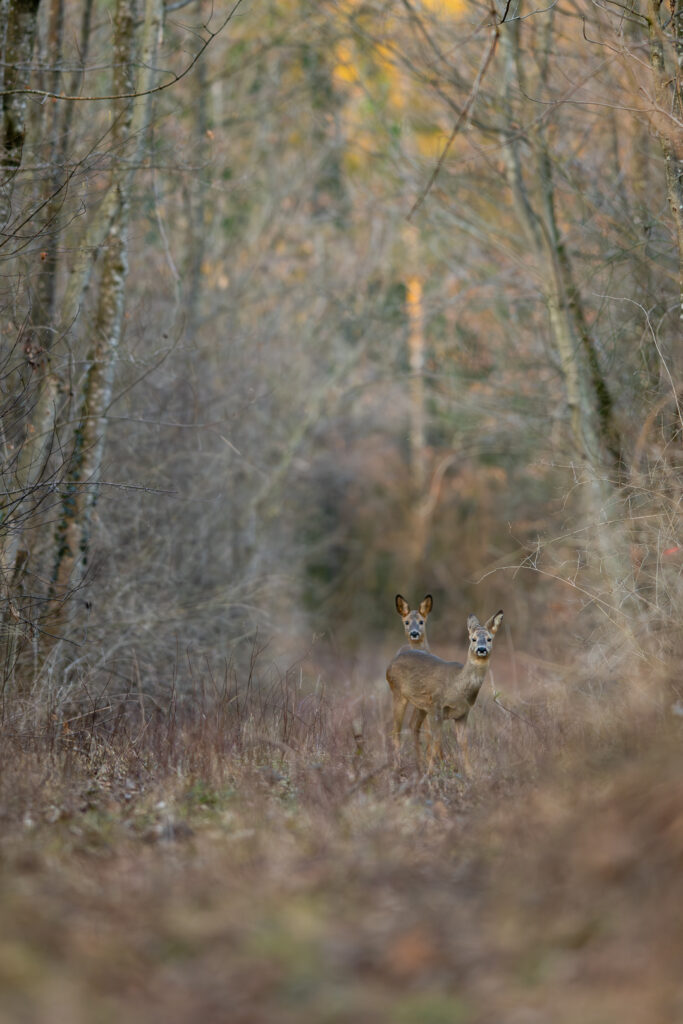 Zwei Reh auf einem Forstweg im Wald