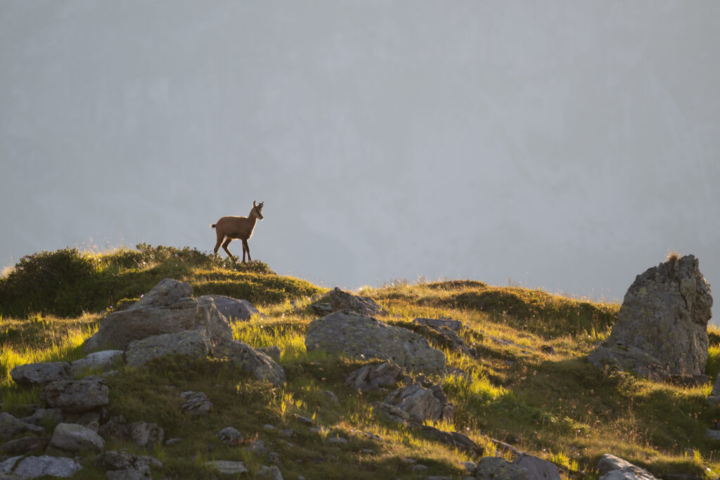 Gämse auf einem Bergkamm im Abendlicht und Gegenlicht