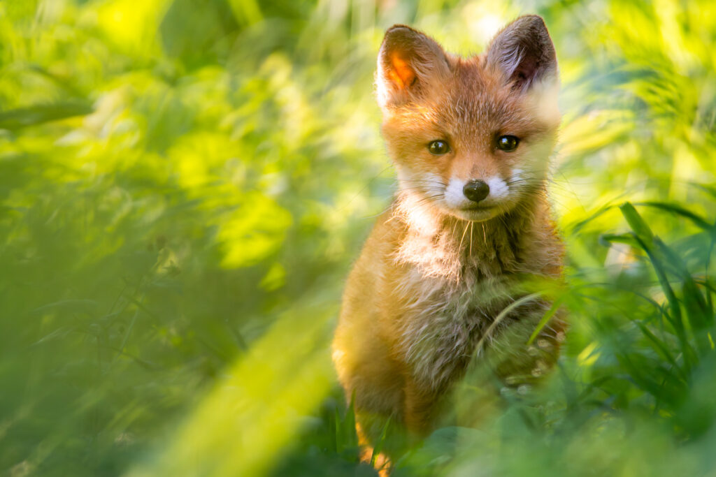 Fuchswelpen im grünen Grass bei Sonnenaufgang