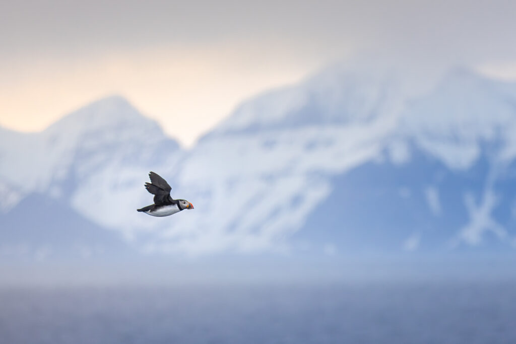 Papageitaucher vor Bergkulisse auf Spitzbergen