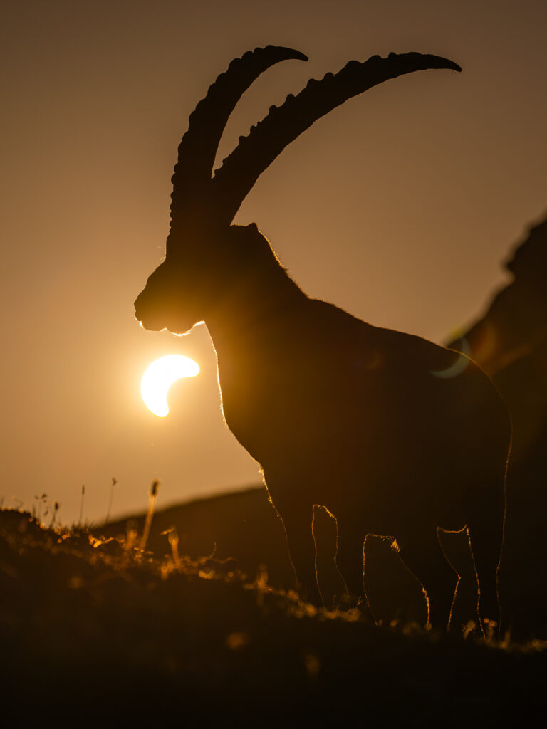 Alpensteinbock vor der Sonnenfinsternis